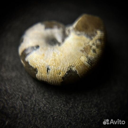 Набор аммонитов окаменелость ископаемое