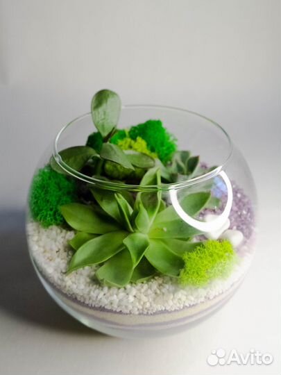 Флорариумподарок