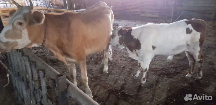 Корова дойная с теленком