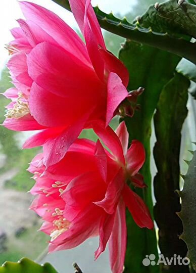 Лесной кактус