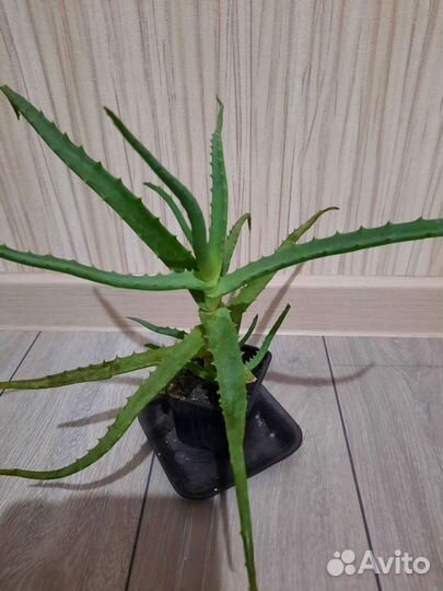 Алоэ, Алоэ-вера, Золотой ус