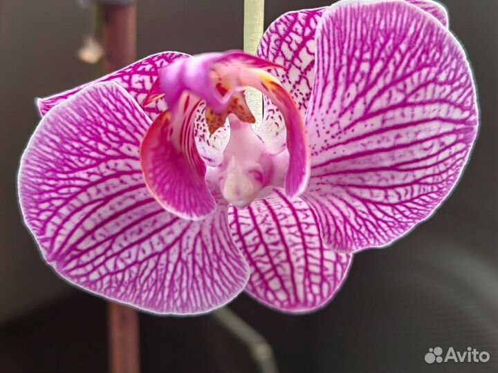 Орхидея фаленопсис бабочка
