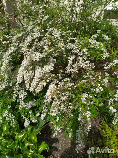 Декоративные кустарники. Лианы