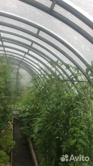 Теплица цена