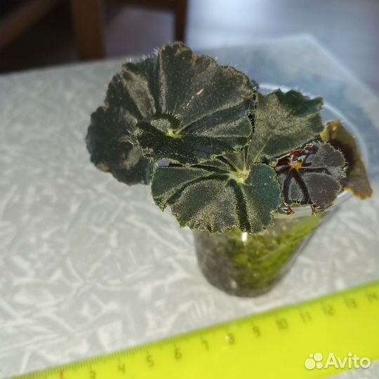 Бегония Black mamba черная мамба