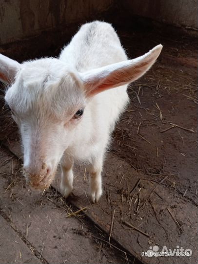 Козлята