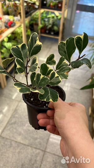 Фикус триангулярис вайт марджин