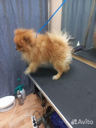 Стрижка кошек и собак