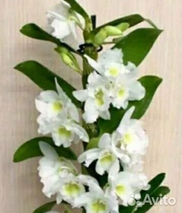 Дендробиум нобиле