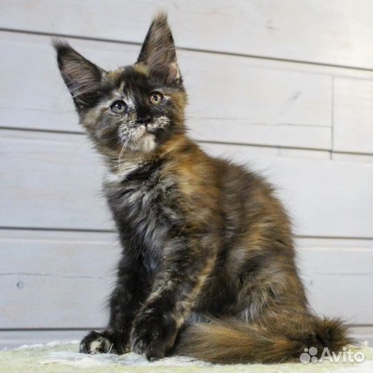 Мейн-кун девочка черепашка с документами