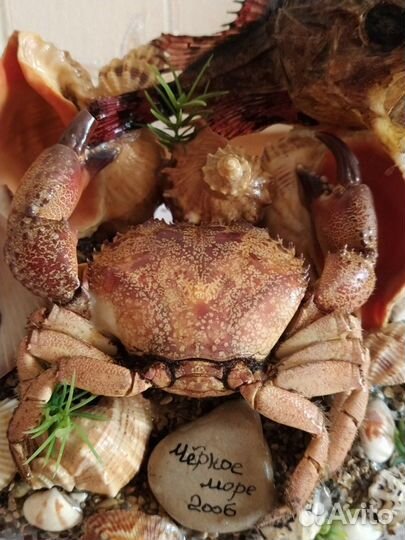 Морская композиция