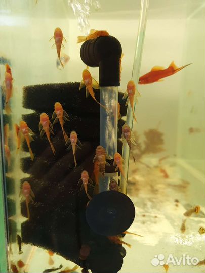 Аквариумные рыбки