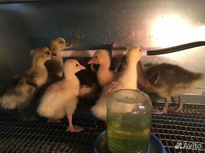 Гусята домашние