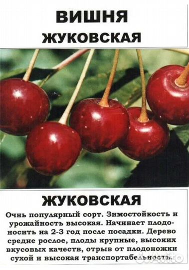 Вишня Шоколадница