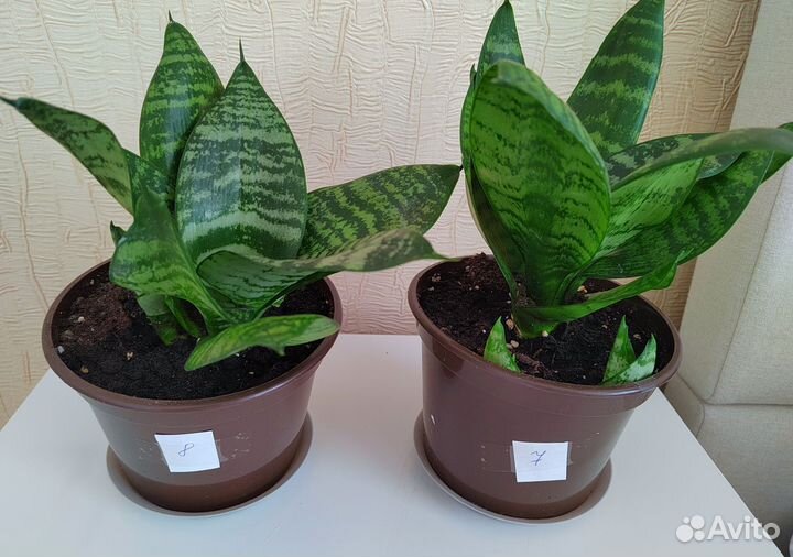 Сансивиерия