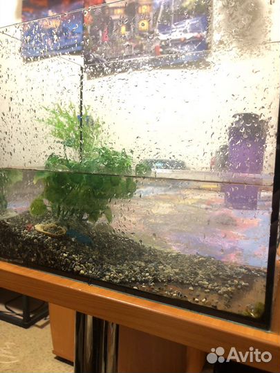 Черепашка ниндзя с аквариумом