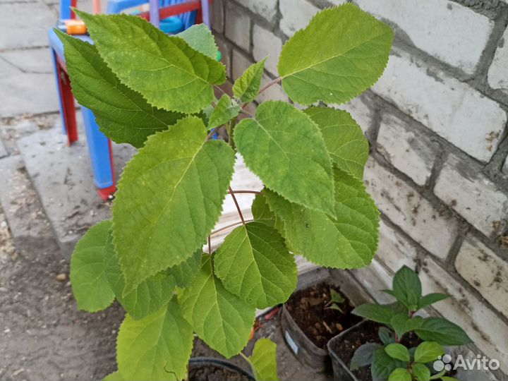 Гортензия Стронг Аннабелль