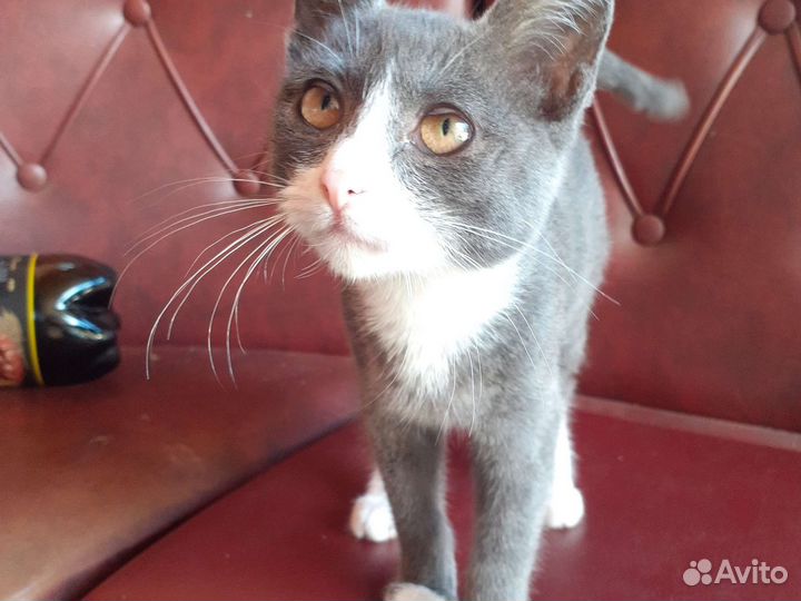 Кошка в дар