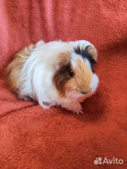 Морская свинка