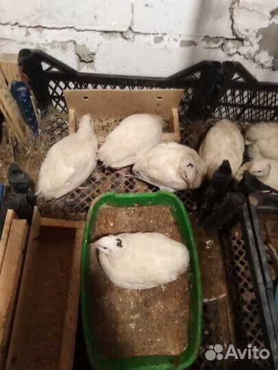 Продам перепела