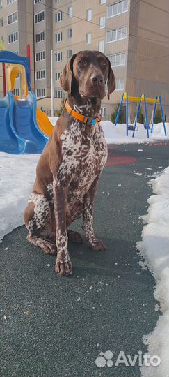 Щенки курцхаара