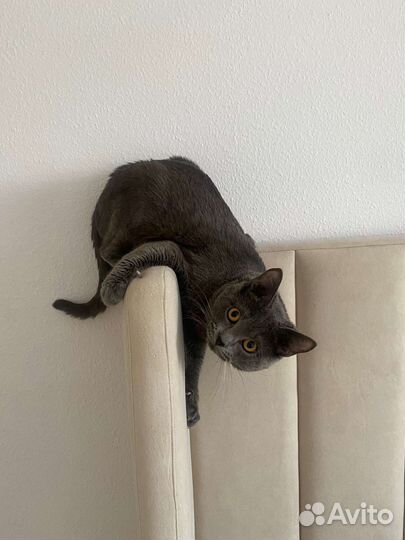 Вазка кота