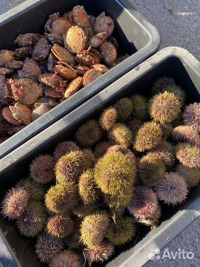 Морские ежи живые, морские гребешки живые