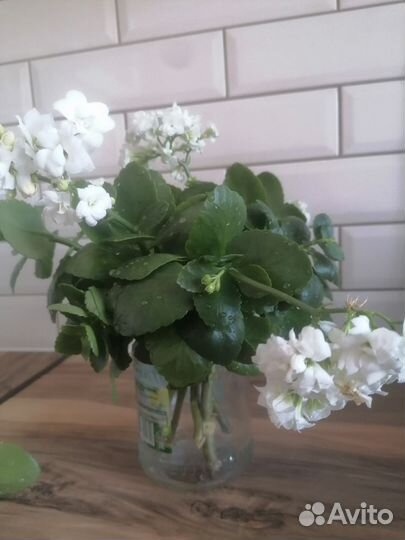 Каланхоэ цветущий (черенки)