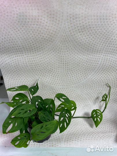 Домашние цветы