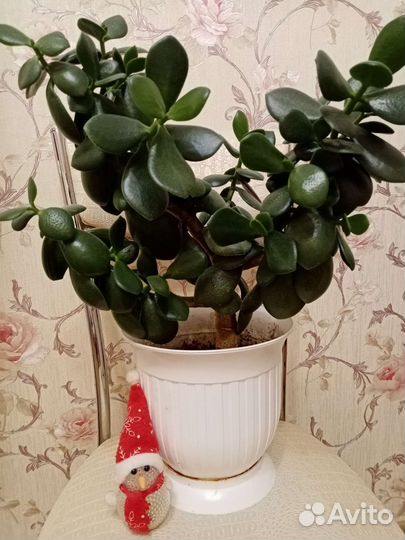 Денежное дерево