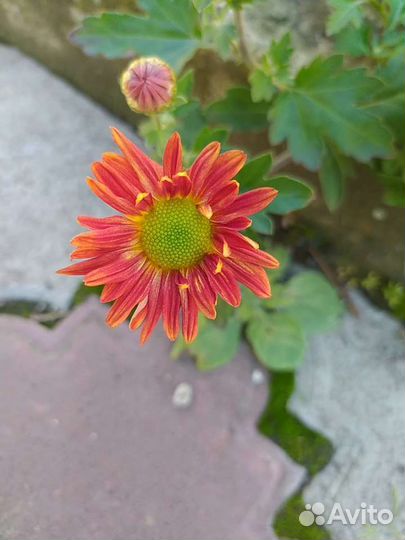 Растения садовые, дубки, вербейник и не только