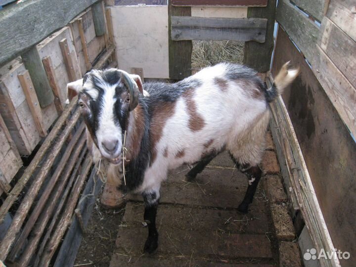 Козел на вязку