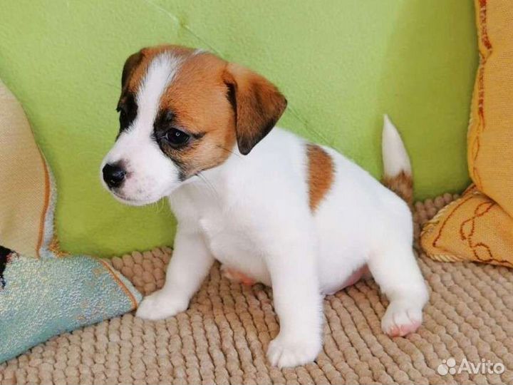 Джек Рассел терьер
