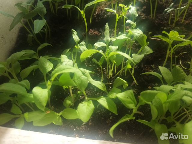 Продам рассаду баклажан