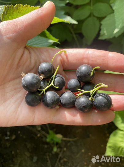 Саженцы черной и красной смородины, черевишня