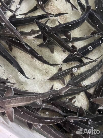 Черная икра с фермы