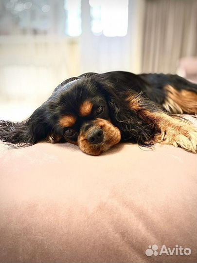 Кобель вязка Кавалер-Кинг-Чарльз-Спаниель