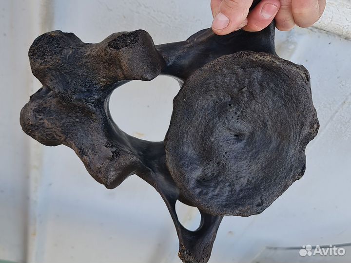 Позвонок мамонта