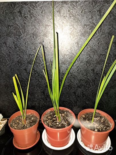 Фикус пуансетия спатифиллум комнатные растения