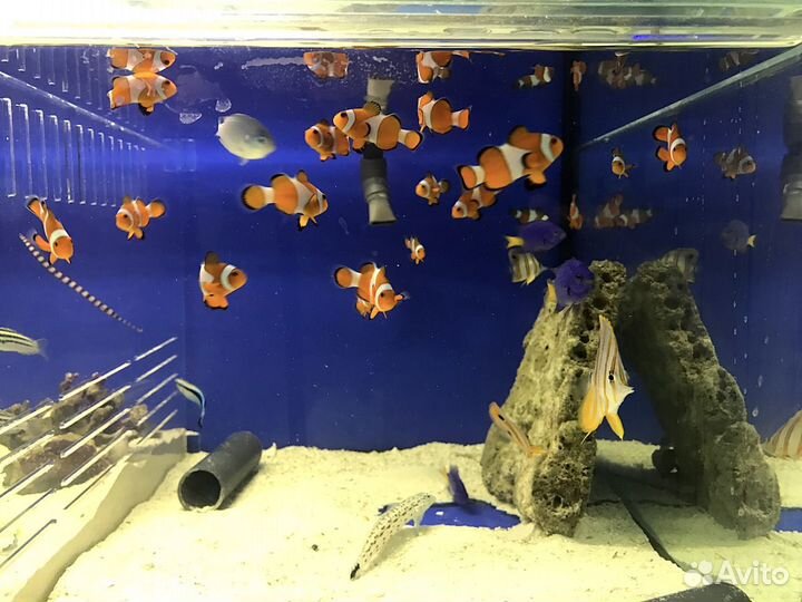 Рыбка-Немо или Рыбы - Клоуны