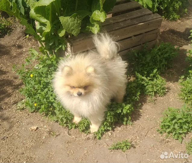 Щенки померанского шпица