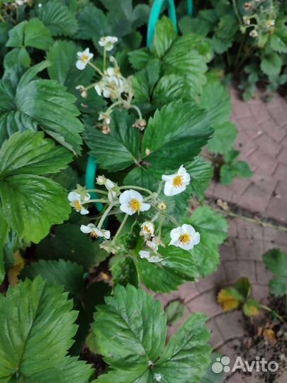 Земляника , клубника и ландыши