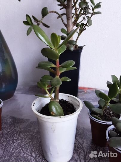 Замиокулькас,толстянка.денежное дерево