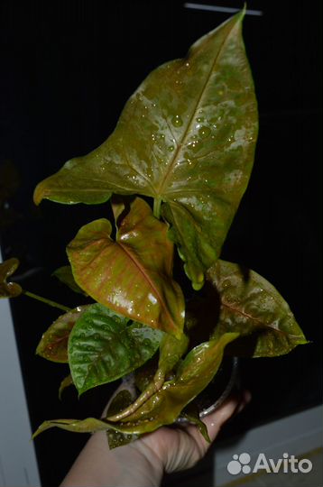 Сингониум Арон браун Aron Brown