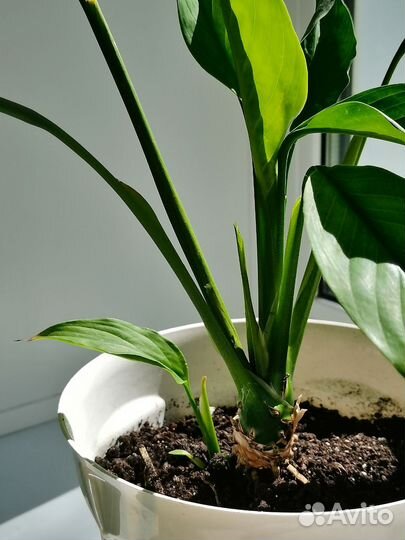 Спатифиллум