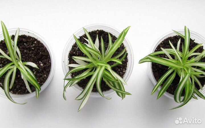 Хлорофитум кудрявый