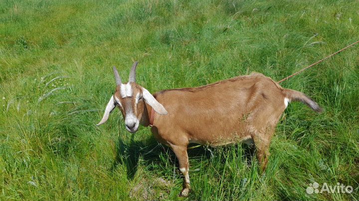 Козел на племя, козы дойные