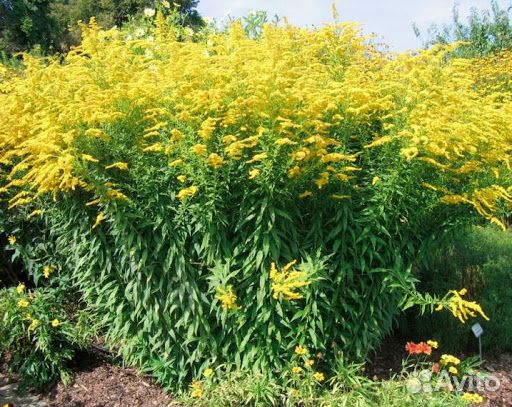 Бересклеты, Сныть, Золотарник, Окопник