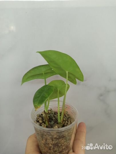 Алоказия Лонгилоба