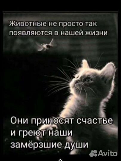 Спасите котиков